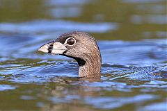 Pied-billed Grebe